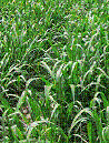 Hạt cỏ Ghine TD 58