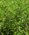 Hạt cỏ Ubon Stylo