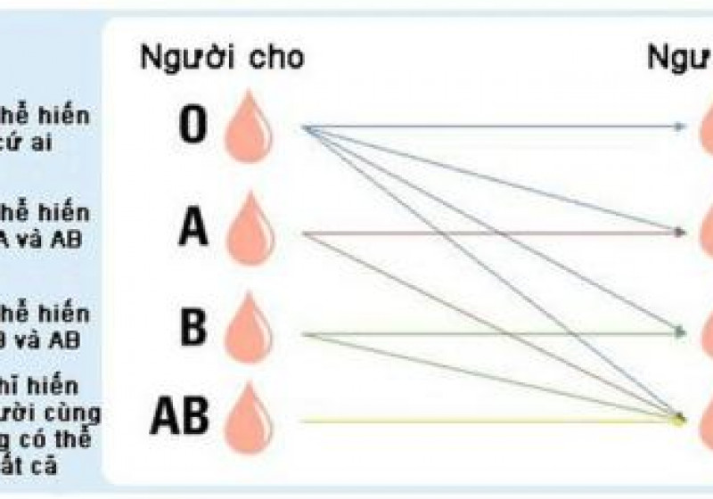 Enzyme đường ruột có thể chuyển máu A thành nhóm O