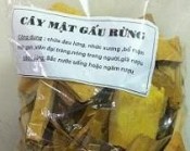 Cây mật gấu rừng