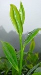 chè cành