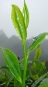 chè cành