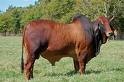 Tinh bò thit - Red Brahman