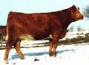 Tinh bò thịt - Simmental