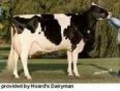 Tinh bò sữa - Holstein